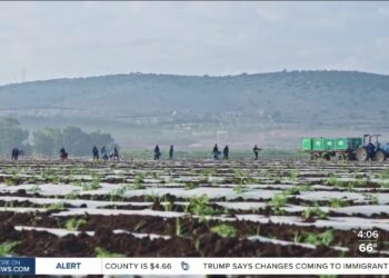 Trump signals shift in immigration policy after farm raids, UFW raises concerns for US food supply