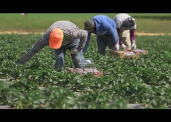 US immigrant workforce shrinks by 1.2 million amid policy concerns, research says