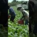 U.S. farmers concerned with immigration crackdown