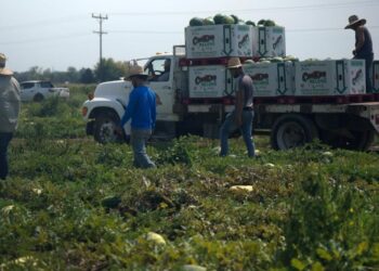 Inside a family farm caught between an immigration and labor crisis