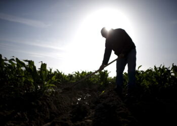 Trump’s Own Labor Department Admits ICE Is Hurting Farms, Agricultural Workers, And Our Wallets