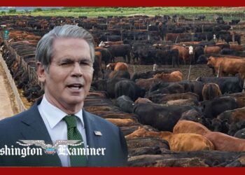 Bessent pins high beef prices on immigrants importing infected cattle